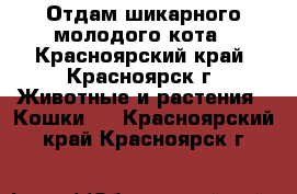 Отдам шикарного молодого кота - Красноярский край, Красноярск г. Животные и растения » Кошки   . Красноярский край,Красноярск г.